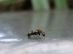 Polyrhachis dives