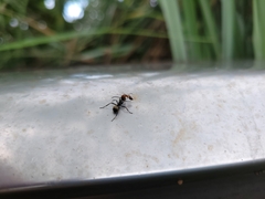 Polyrhachis dives