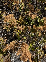 Holodiscus discolor glabrescens