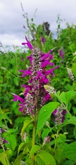 Salvia purpurea