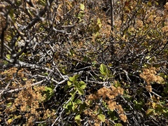 Holodiscus discolor glabrescens