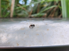 Polyrhachis dives