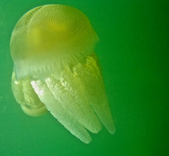 Catostylus mosaicus