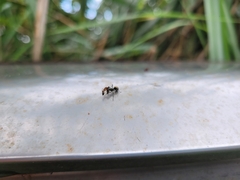 Polyrhachis dives