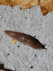 Ambigolimax valentianus