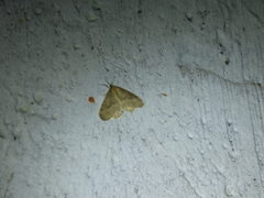 Operophtera bruceata