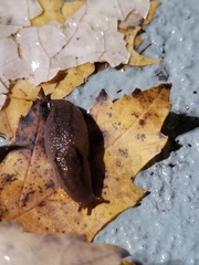Ambigolimax valentianus