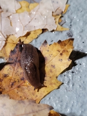 Ambigolimax valentianus