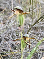 Lyperanthus serratus