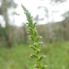 Microtis frutetorum