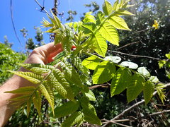 Juglans ailantifolia