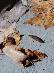 Ambigolimax valentianus