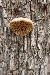 Hexagonia vesparia