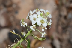 Lepidium alyssoides