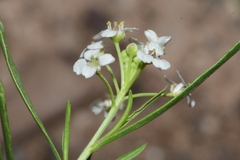 Lepidium alyssoides