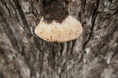 Hexagonia vesparia