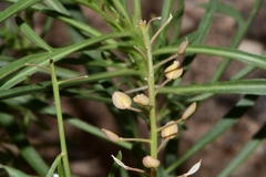 Lepidium alyssoides
