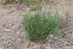 Lepidium alyssoides