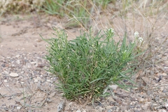 Lepidium alyssoides