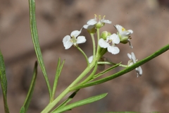 Lepidium alyssoides