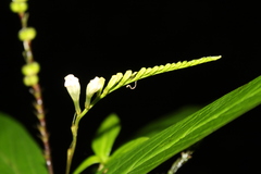 Spigelia