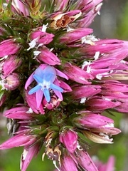 Andersonia caerulea