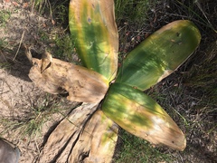 Brunsvigia orientalis