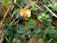 Bossiaea prostrata