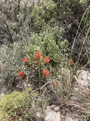Castilleja integra