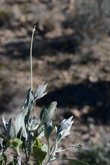 Parthenium argentatum