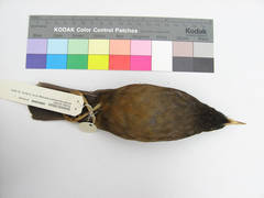 Black-Hooded Thrush photo 2
