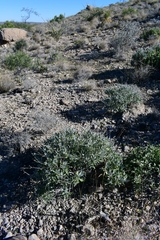 Parthenium argentatum