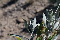 Parthenium argentatum