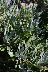 Parthenium argentatum