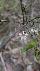 Leptospermum