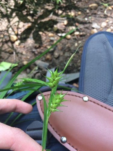 Image of Carex gigantea by no rights reserved