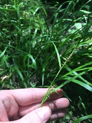 Carex lonchocarpa