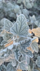 Sphaeralcea ambigua