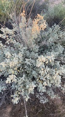 Sphaeralcea ambigua