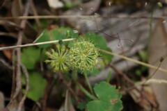 Hydrocotyle laxiflora