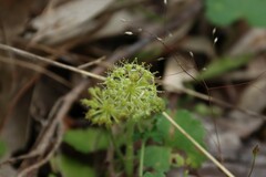 Hydrocotyle laxiflora