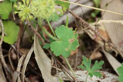 Hydrocotyle laxiflora