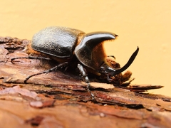 Heterogomphus schoenherri