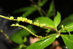 Spigelia