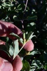 Acleisanthes acutifolia