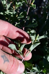 Acleisanthes acutifolia