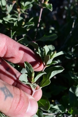 Acleisanthes acutifolia