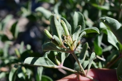 Acleisanthes acutifolia