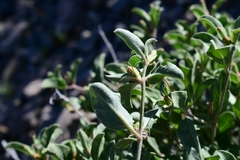 Acleisanthes acutifolia