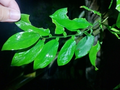 Pothos chinensis